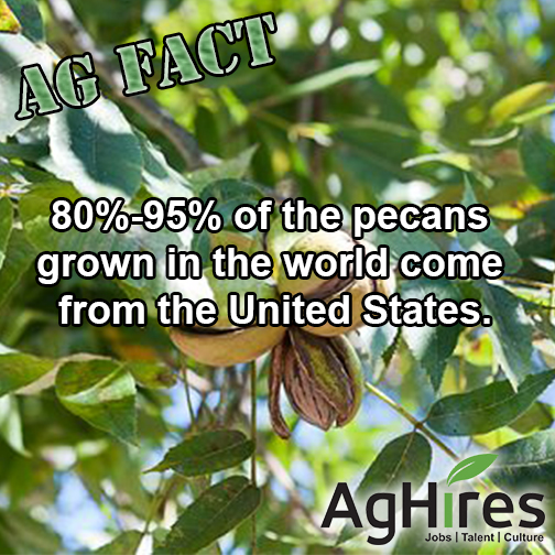 Most pecans grown come from the U.S.